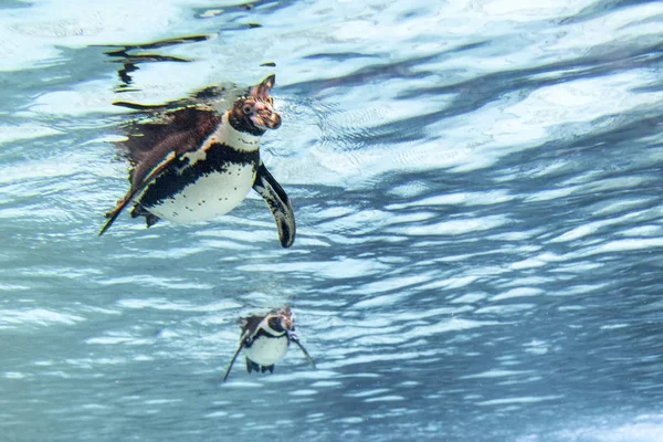 Humbolt Penguin Underwater tittar på dig — Stockfoto