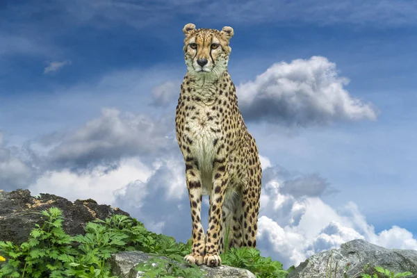 Cheetah leopard portrait — Stock Photo, Image