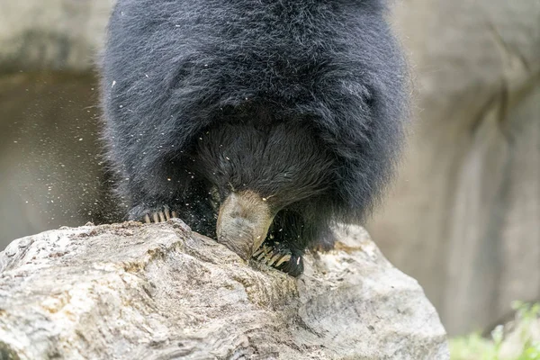 Urso preguiça cavando na árvore de madeira para comida — Fotografia de Stock