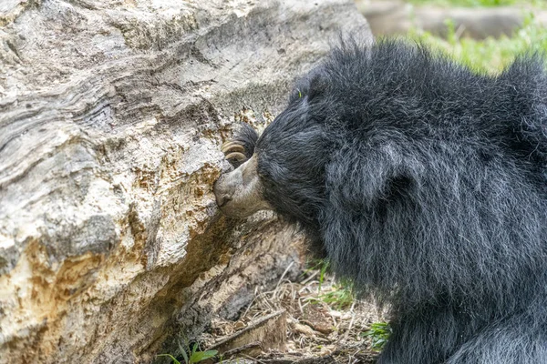 Sloth bear digging in wood tree for food — Stock Photo, Image