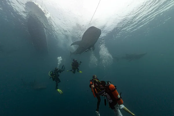 Whale Shark underwater approaching a scuba diver in the deep blue sea similar to attack but inoffensive — Stock Photo, Image