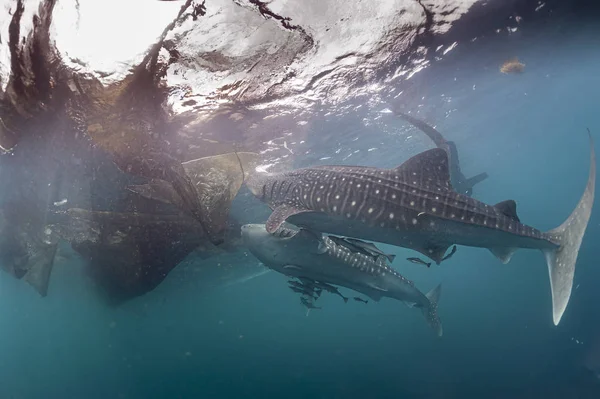 Whale Shark close encounter in west papua cenderawasih bay — Stock Photo, Image