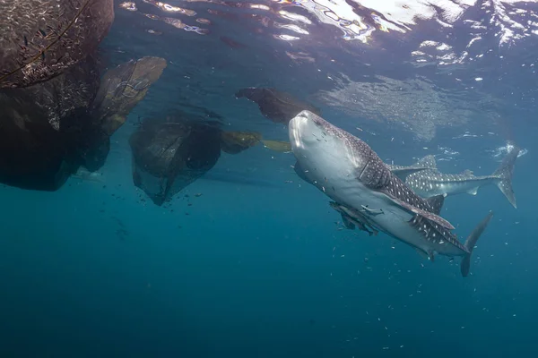 Walhai nahe Begegnung in der Bucht von Cenderawasih in Westpapua — Stockfoto