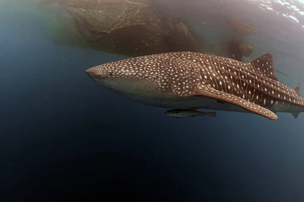 Кит Акулы тесный контакт в западном заливе Папуа cenderawasih — стоковое фото