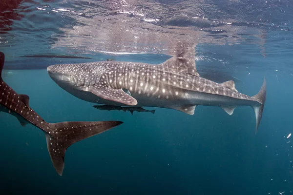 Batı papua cenderawasih körfezinde balina köpekbalığı ile yakın temas — Stok fotoğraf