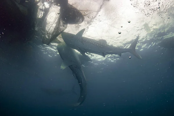 Requin baleine rencontre étroite avec plongeur sous-marin en Papouasie — Photo