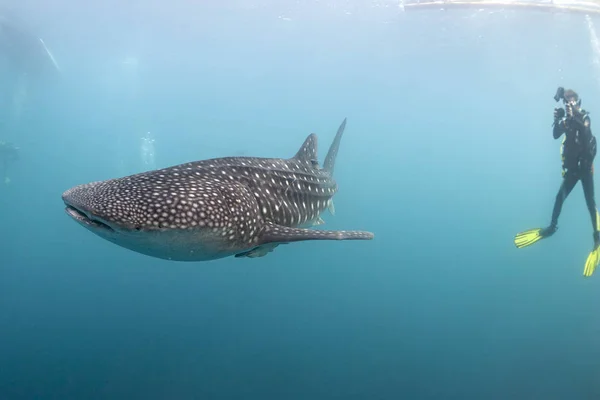 Walhai unter Wasser nähert sich einem Taucher im tiefblauen Meer, ähnlich wie Angriff, aber harmlos — Stockfoto