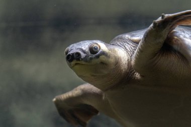 Domuz burun kaplumbağa sualtı portre