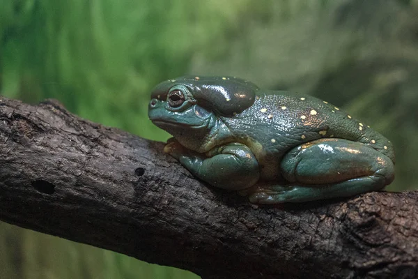 Splendid tree frog on a branch — Stock Photo, Image