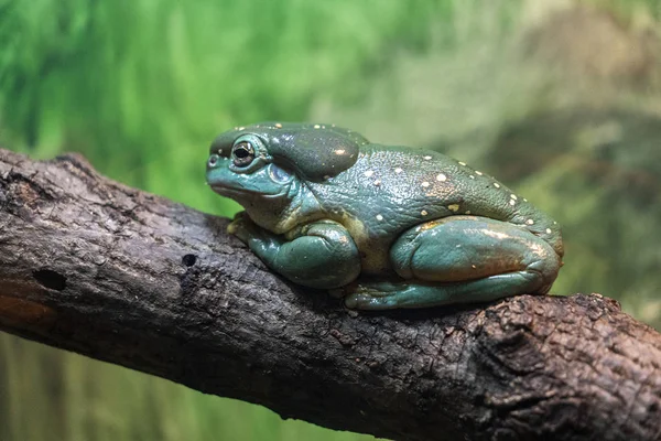 Sapo de árvore esplêndido em um ramo — Fotografia de Stock