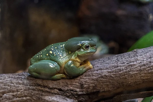 Splendid Tree Frog na gałęzi — Zdjęcie stockowe