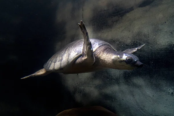 Tortuga nariz de cerdo retrato submarino —  Fotos de Stock