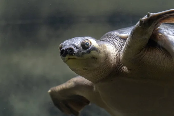 Tortuga nariz de cerdo retrato submarino —  Fotos de Stock