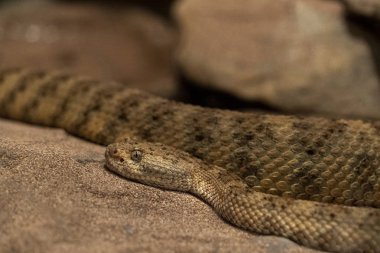 panamint çıngıraklı yılan california çöl