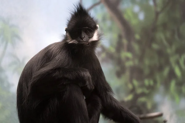 中国とベトナムからのフランソワラングール猿猿 — ストック写真
