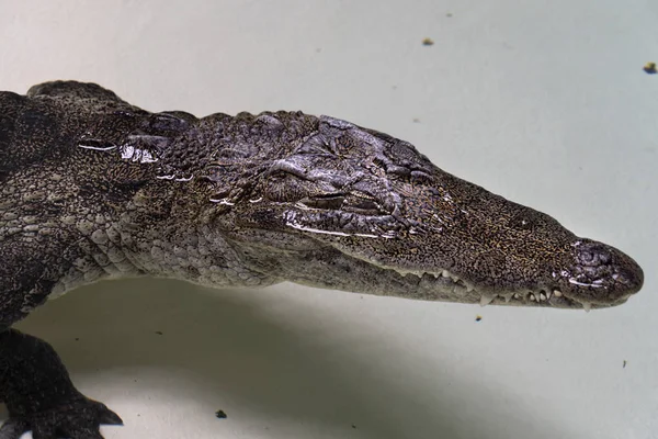 West african crocodile — Stock Photo, Image
