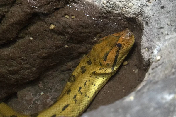 Green anaconda snake portrait — Stock Photo, Image