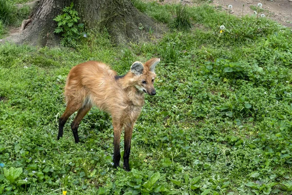 Maned lupo primo piano ritratto — Foto Stock