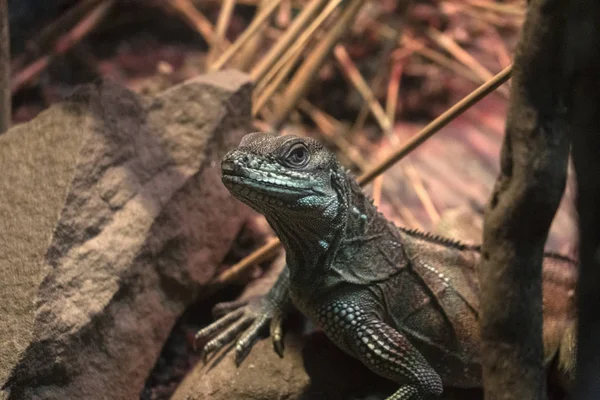 Portrait de lézard crêpé weber — Photo