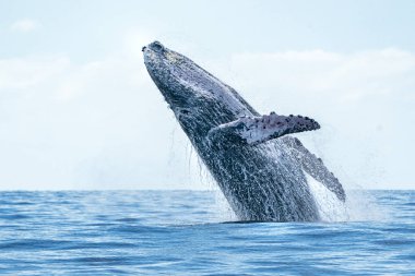 humpback whale breaching in cabo san lucas clipart