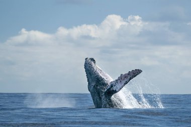 humpback whale breaching in cabo san lucas clipart