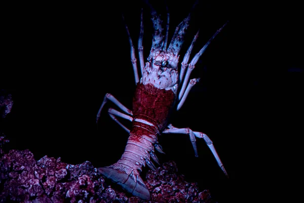 pink lobster isolated on black alien movie looks alike