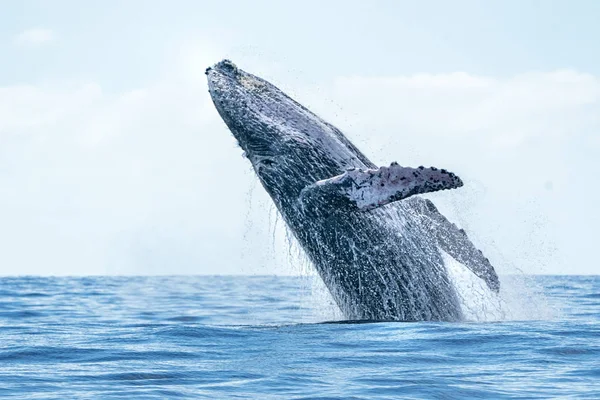 Humpback whale breaching in cabo san lucas — Stock Photo, Image