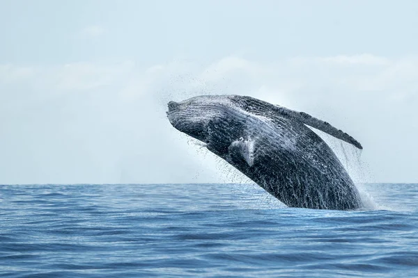 Humpback whale breaching in cabo san lucas — Stock Photo, Image
