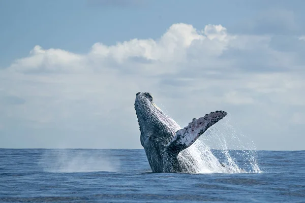 Ballena jorobada rompiendo en cabo san lucas — Foto de Stock