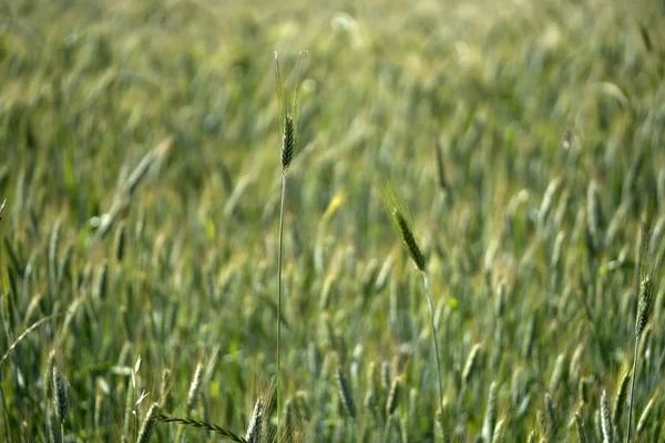 Выращивание зеленой пшеницы — стоковое фото
