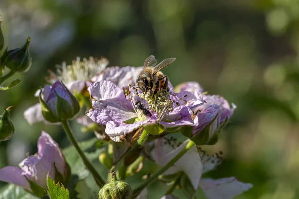 Biene sammelt Blütenstaub — Stockfoto