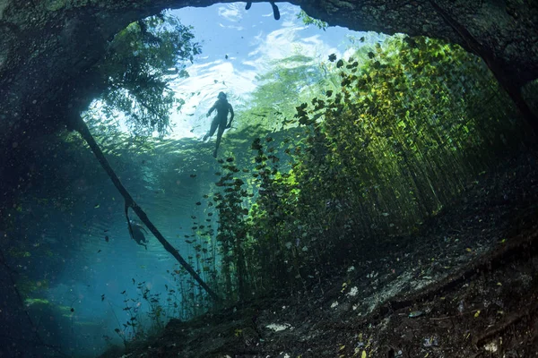 Plongée dans une grotte mexicaine cenotes — Photo