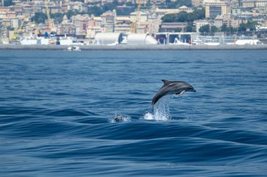 Bayağı yunus okyanusun dışında atlama