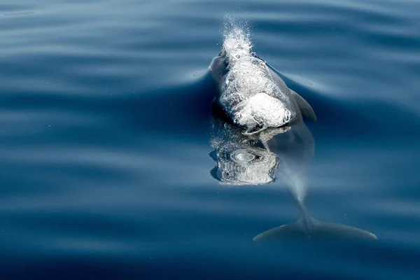 Delfín común saltando fuera del océano — Foto de Stock