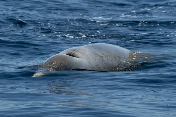 Gansos raros Beaked golfinho de baleia Ziphius cavirostris — Fotografia de Stock