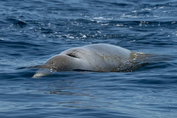 珍しいガチョウ ツチクジラ クジラ イルカ Ziphius cavirostris — ストック写真