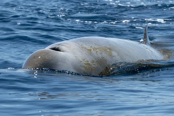 Ritka liba csőrös delfin delfin Ziphius cavirostris — Stock Fotó