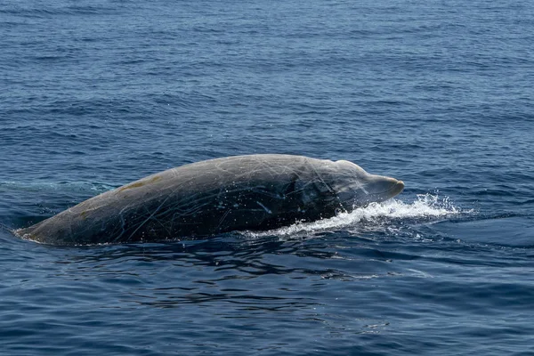 Rzadko gęś Beaked wieloryb Delfin zacieranie — Zdjęcie stockowe