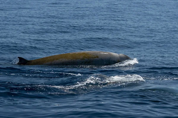 珍しいガチョウ ツチクジラ クジラ イルカ Ziphius cavirostris — ストック写真