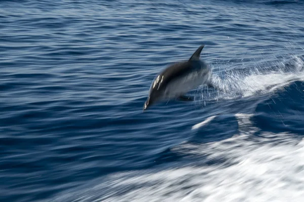 Ριγέ Dolphin ενώ άλμα στο βαθύ γαλάζιο της θάλασσας — Φωτογραφία Αρχείου