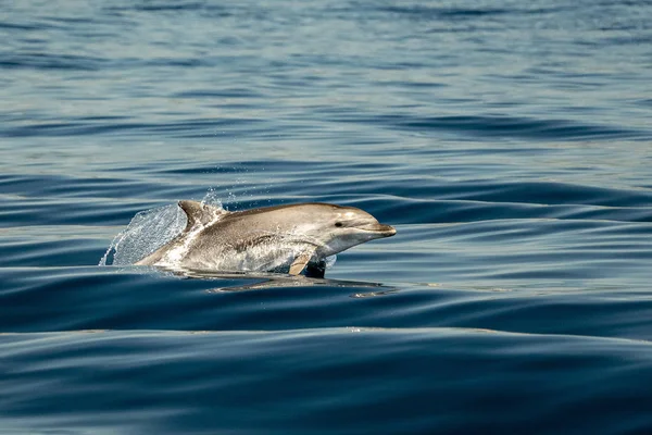 Közönséges delfin ugrás kívül az óceán — Stock Fotó