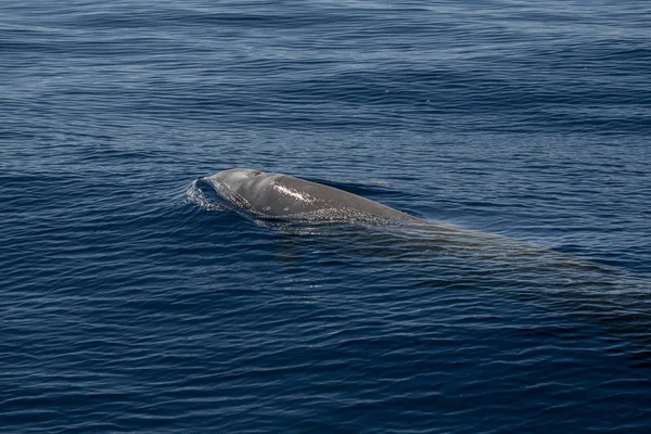 Gansos raros Beaked golfinho de baleia Ziphius cavirostris — Fotografia de Stock