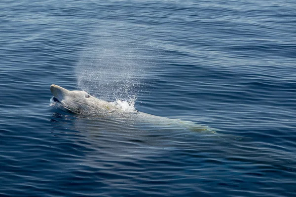 Рідкісний гусячий дзьоб китовий дельфін Зайфус Капіростріс — стокове фото