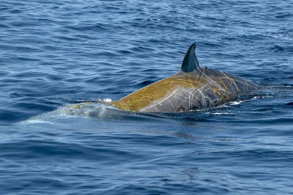 Delfín de ballena de pico de ganso raro Ziphius cavirostris — Foto de Stock