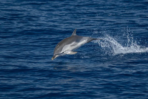 深い青い海にジャンプしながら縞模様のイルカ — ストック写真