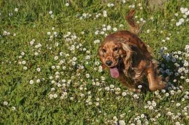 Genç köpek çimenlerde koşuyor.