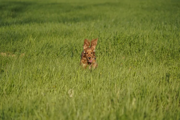 Young dog running on the grass — Stockfoto