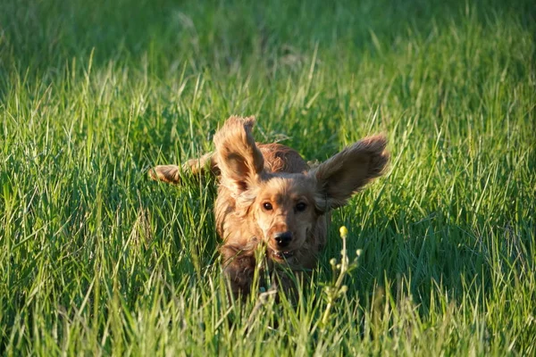 Jonge hond loopt op het gras — Stockfoto