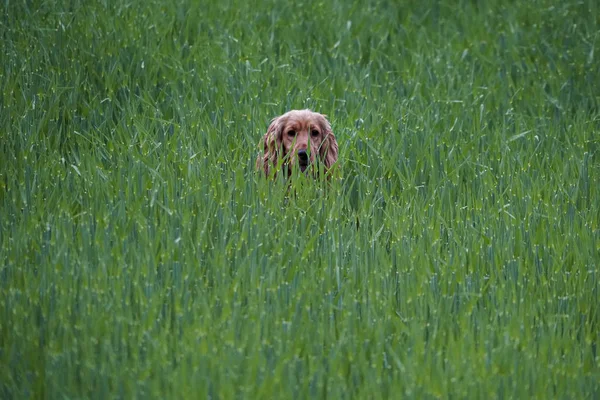 Jonge hond loopt op het gras — Stockfoto