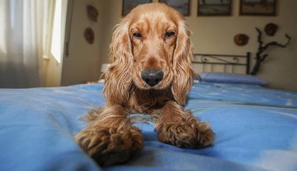 Puppy dog cocker spaniel relaxing and sleeping on a bed — Stock Photo, Image